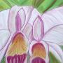 Orchidee 2 - from Adrian's photos of Colombia<br />     2009 - pastel 70 x 50 cm  